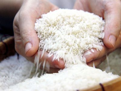 Vì sao gạo ST25 là loại gạo ngon nhất thế giới